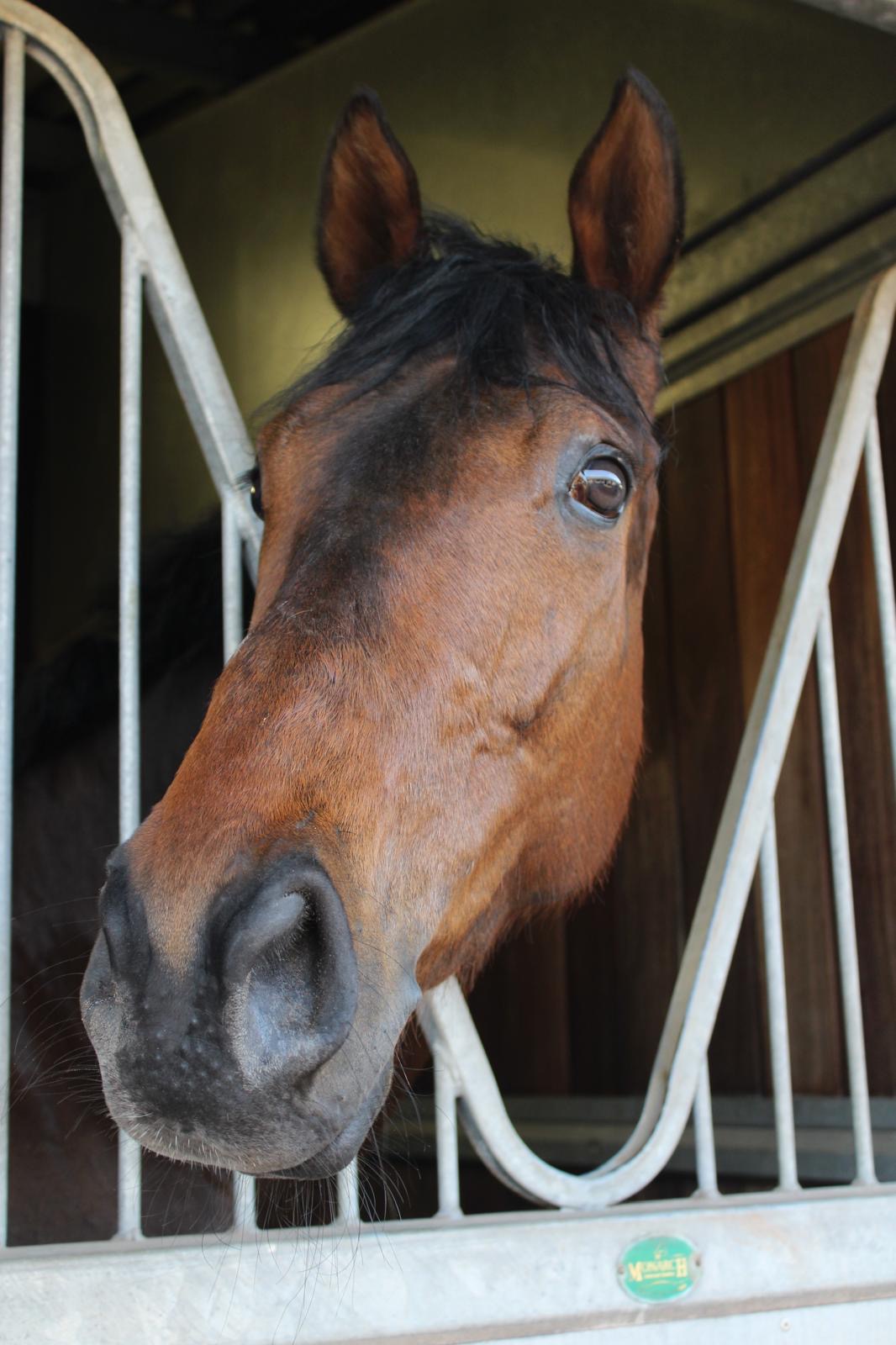 Salam Dubawi
